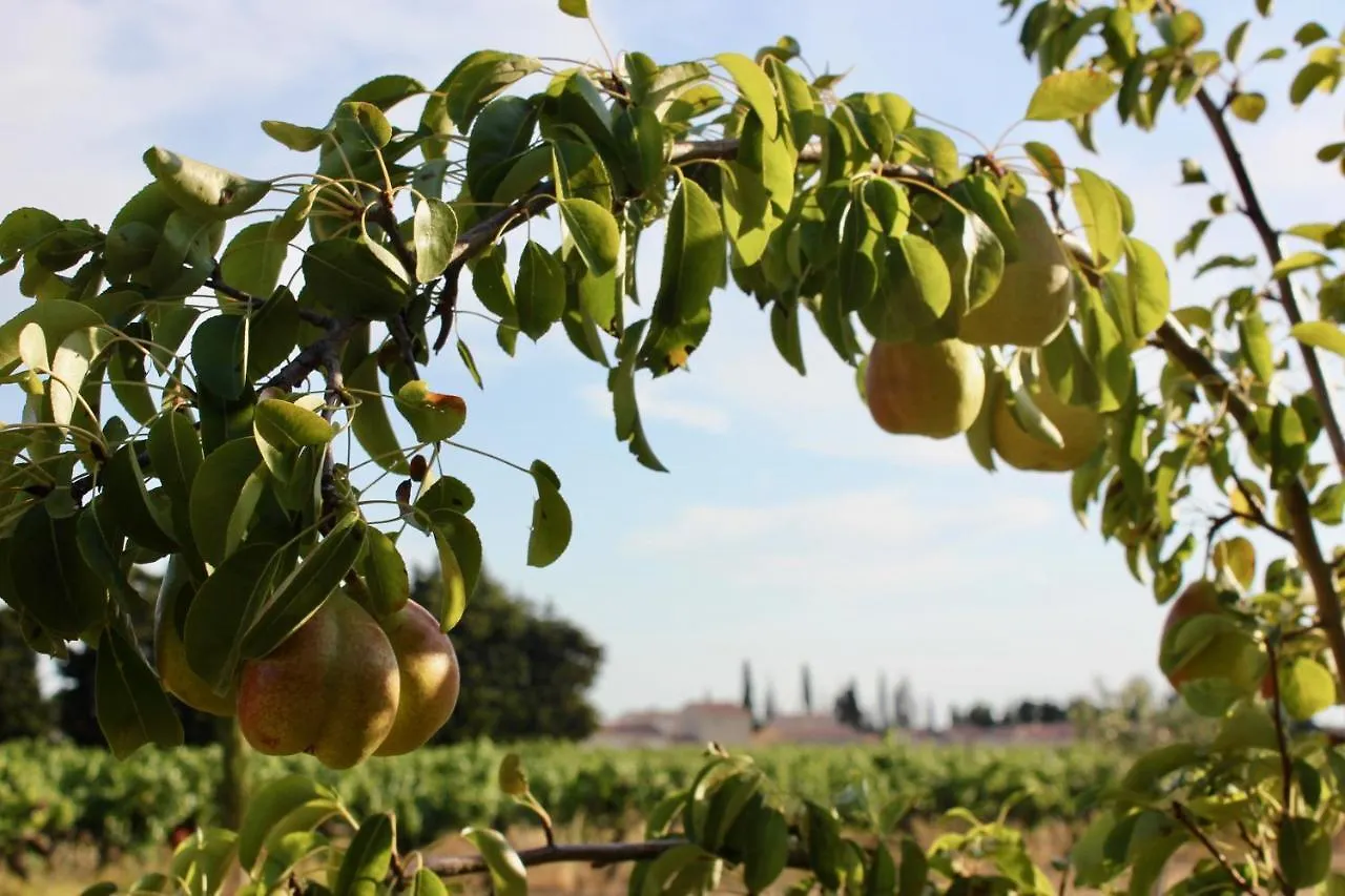 Le Clos Vitis Violès Frühstückspension
